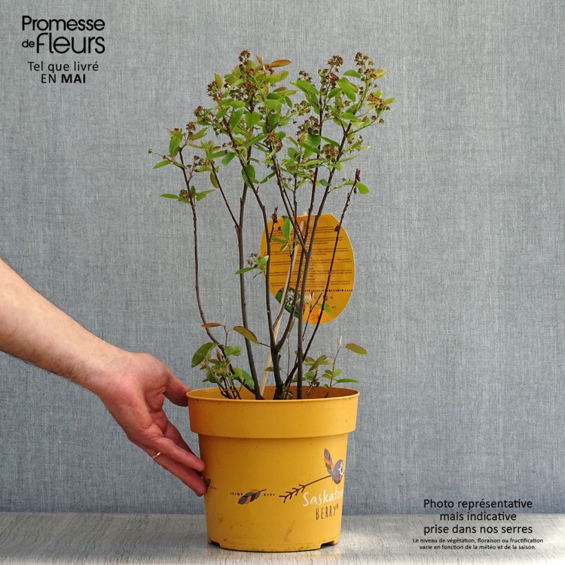 Guillomo de Saskatchewan Saskatoon Berry - Amelanchier alnifolia Maceta 4L/5L Ejemplar entregado en la primavera