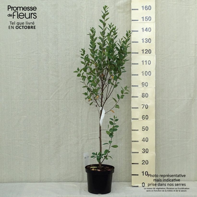 Ejemplar de Amelanchier canadensis Rainbow Pillar - Guillomo del Canadá Maceta 4L/5L entregado en otoño