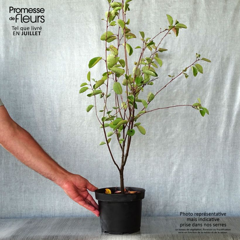 Ejemplar de Amelanchier spicata - Guillomo Maceta 3L/4L entregado en verano