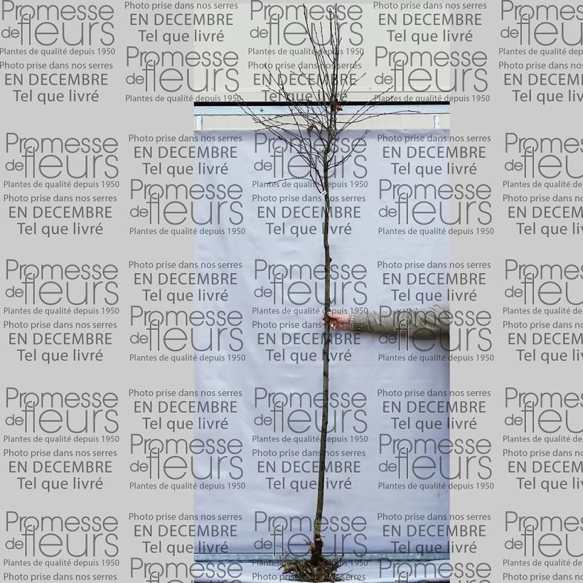 Ejemplo de ejemplar de Amelanchier lamarckii - Guillomo nevado Raíces desnudas tal y como se entrega