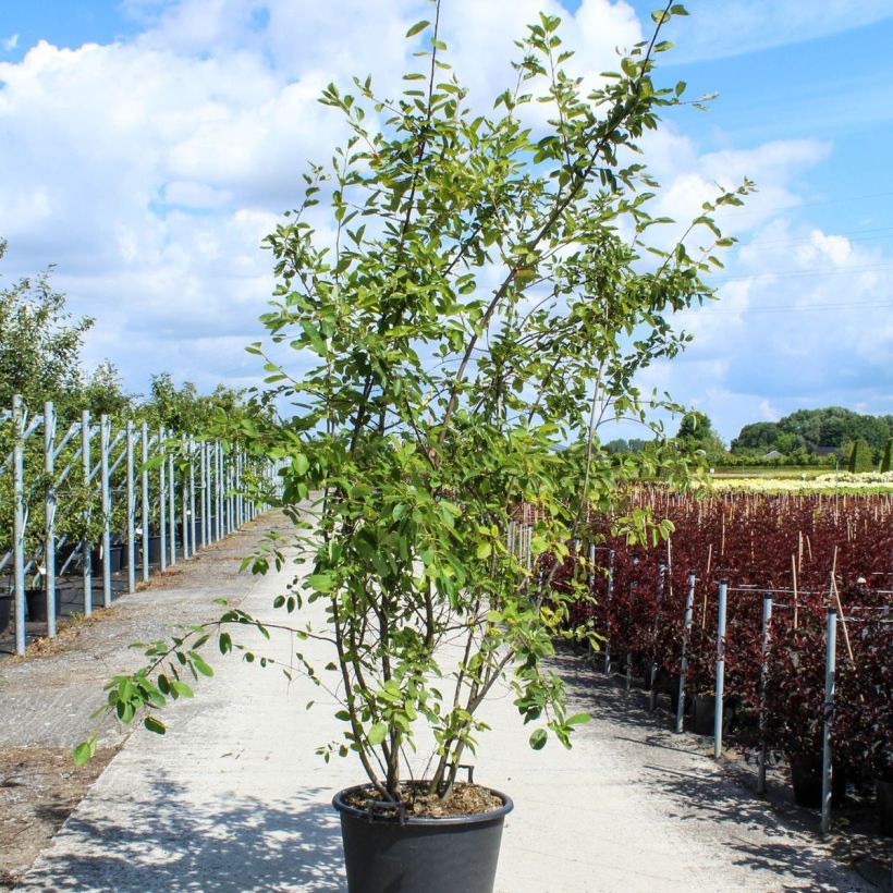Amelanchier lamarckii - Guillomo nevado Maceta 70L/75L Ejemplar entregado en la primavera