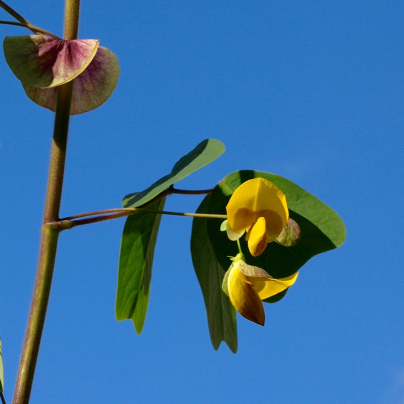 Amicia zygomeris - Frijol amarillo (Floración)