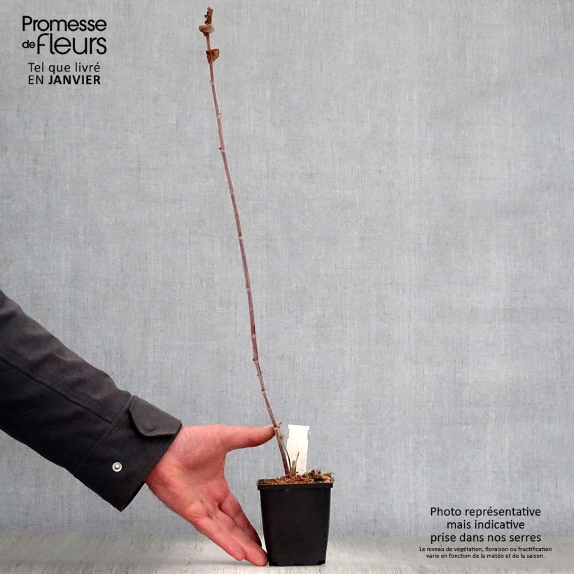 Amicia zygomeris - Frijol amarillo Maceta de 8/9 cm Ejemplar entregado en invierno