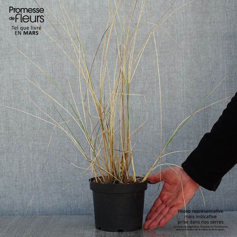 Ammophila arenaria - Barrón Maceta 2L/3L Ejemplar entregado en invierno