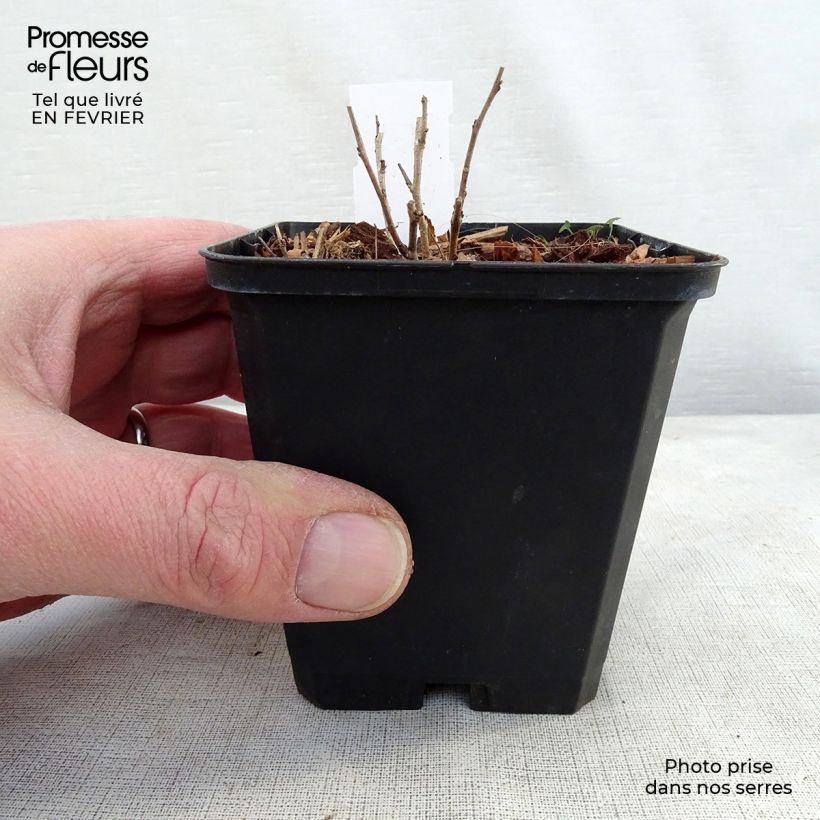 Amorpha canescens Maceta de 8/9 cm Ejemplar entregado en invierno