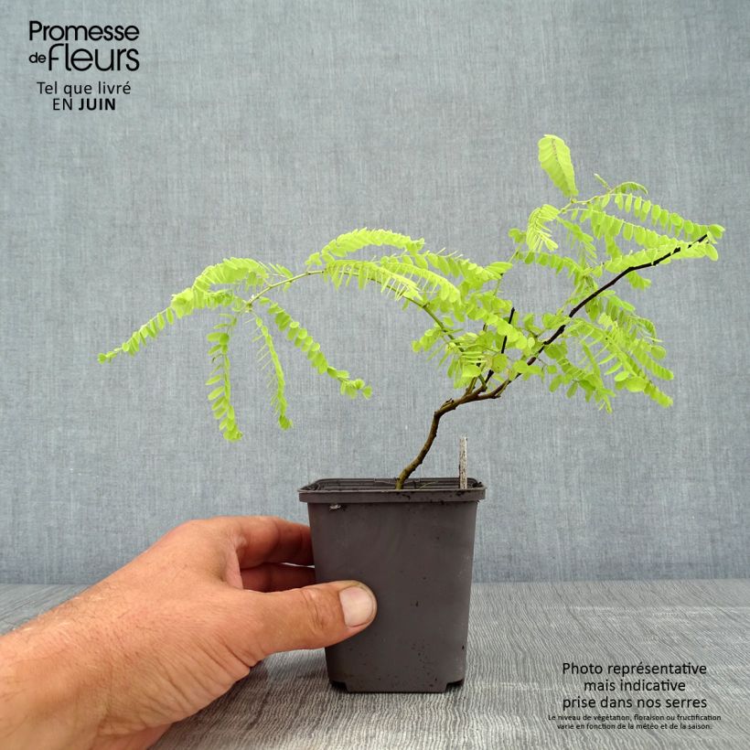 Ejemplar de Amorpha canescens Maceta de 8/9 cm entregado en verano