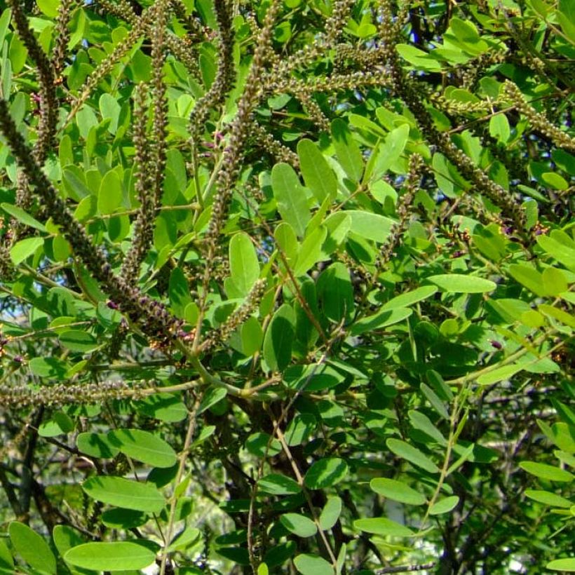 Amorpha ouachitensis (Follaje)
