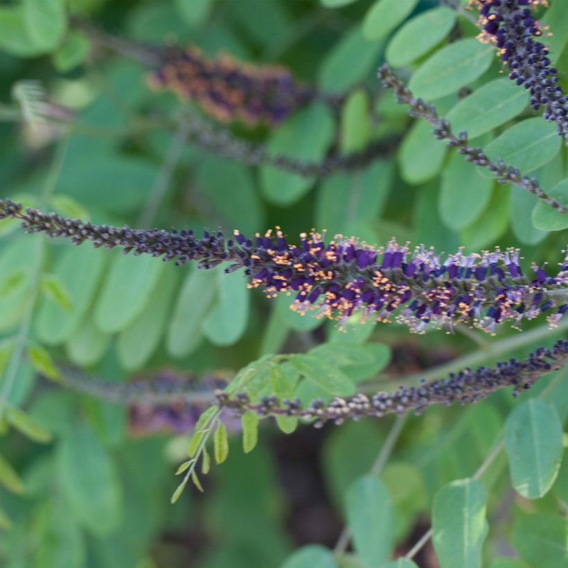 Amorpha ouachitensis (Floración)
