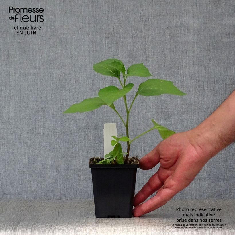 Ejemplar de Physalis alkekengi - Linterna china Maceta de 8/9 cm entregado en verano