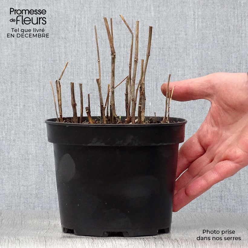 Physalis alkekengi - Linterna china Maceta 2L/3L Ejemplar entregado en invierno