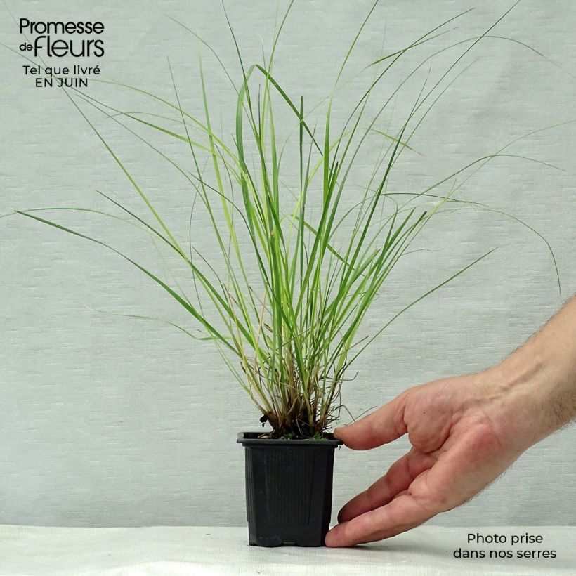 Ejemplar de Ampelodesmos mauritanicus - Carrizo Maceta de 8/9 cm entregado en verano