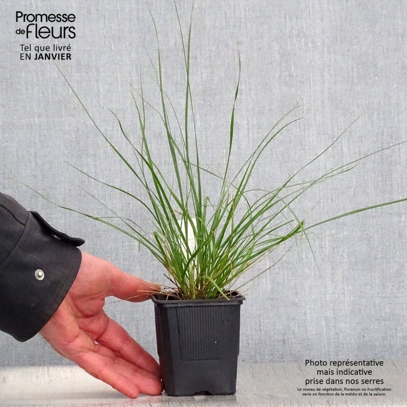 Ampelodesmos mauritanicus - Carrizo Maceta de 8/9 cm Ejemplar entregado en invierno