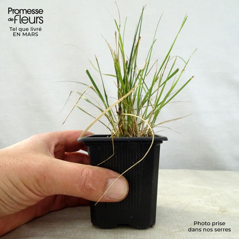 Ampelodesmos mauritanicus - Carrizo Maceta de 8/9 cm Ejemplar entregado en la primavera