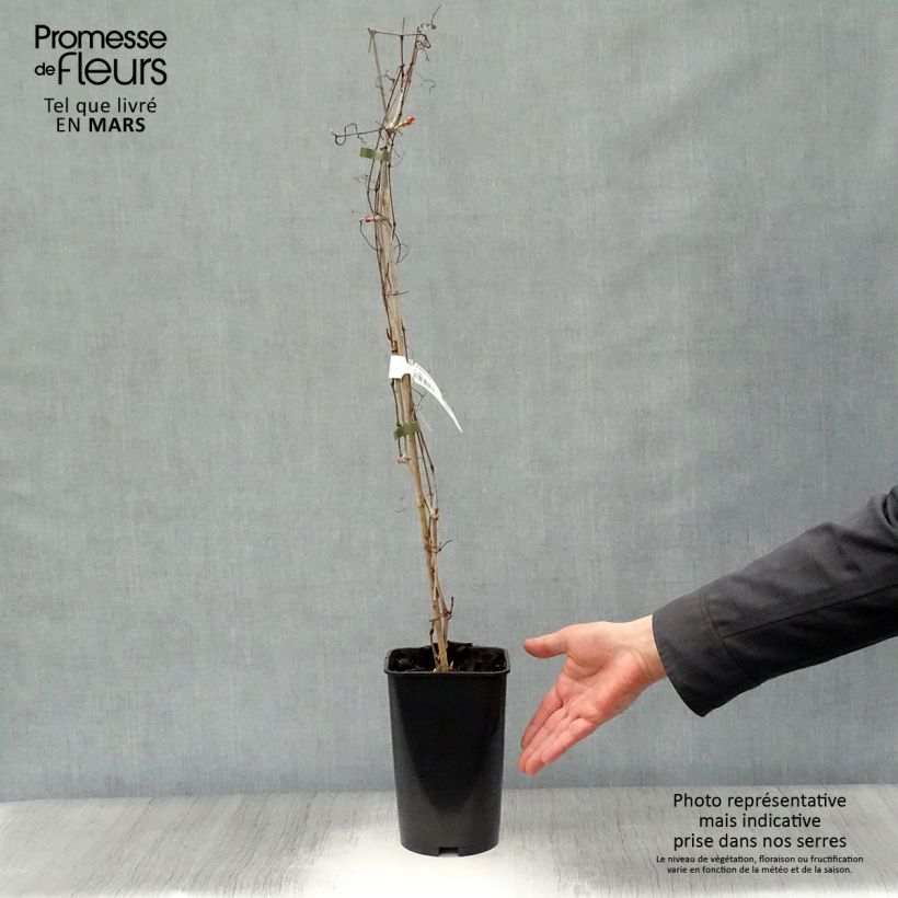 Ampelopsis aconitifolia - Vid de fraternidad Maceta 2L/3L Ejemplar entregado en la primavera