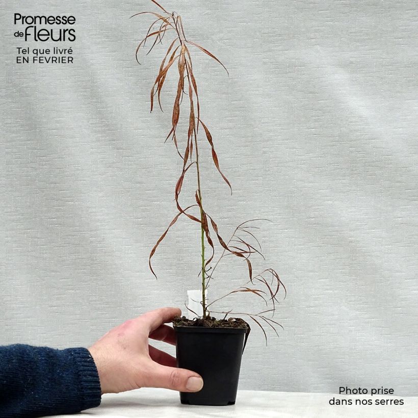 Amsonia Ernst Pagels Maceta de 8/9 cm Ejemplar entregado en invierno