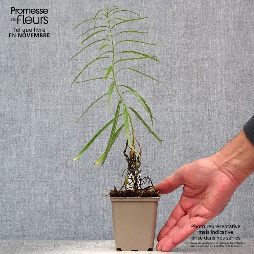Ejemplar de Amsonia Ernst Pagels Maceta de 8/9 cm entregado en otoño
