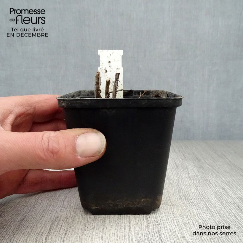 Amsonia ciliata - Estrella azul con flecos Maceta de 8/9 cm Ejemplar entregado en invierno