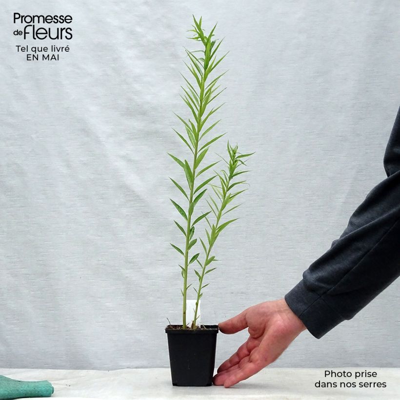 Amsonia ciliata - Estrella azul con flecos Maceta de 8/9 cm Ejemplar entregado en la primavera