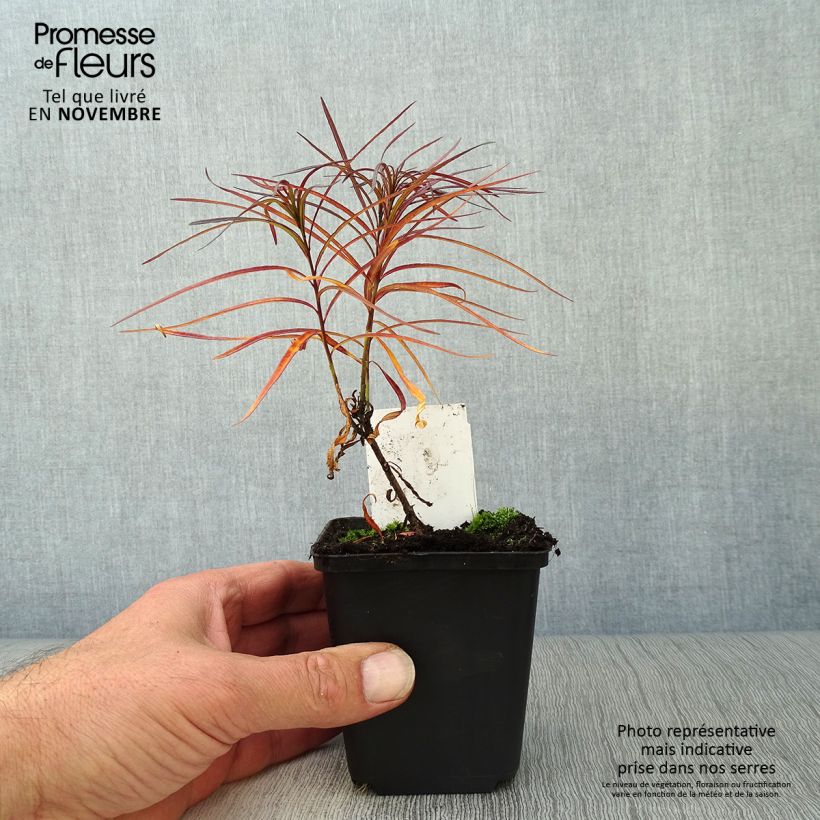 Ejemplar de Amsonia hubrichtii - Estrella azul de Threadleaf Maceta de 8/9 cm entregado en otoño