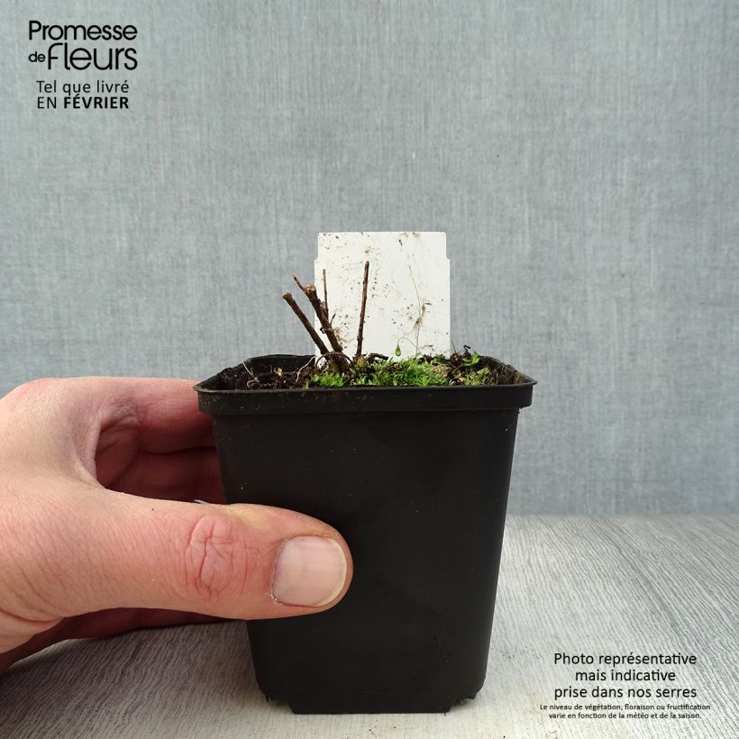 Amsonia hubrichtii - Estrella azul de Threadleaf Maceta de 8/9 cm Ejemplar entregado en invierno