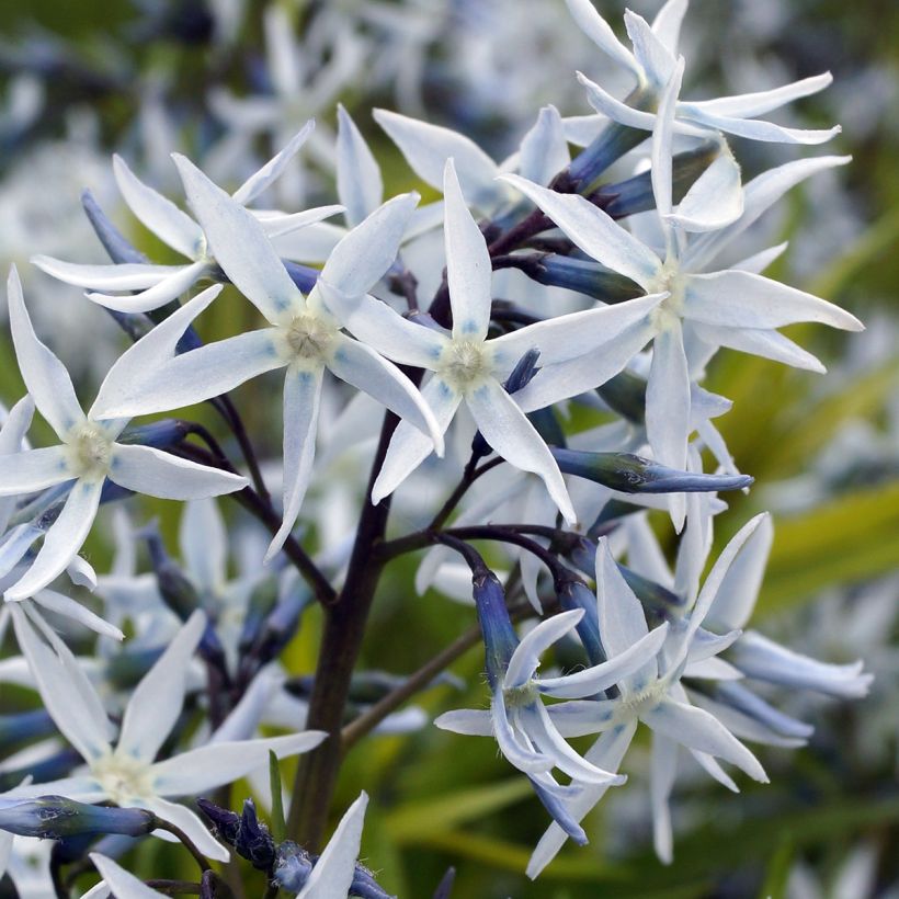 Amsonia hubrichtii - Estrella azul de Threadleaf (Floración)