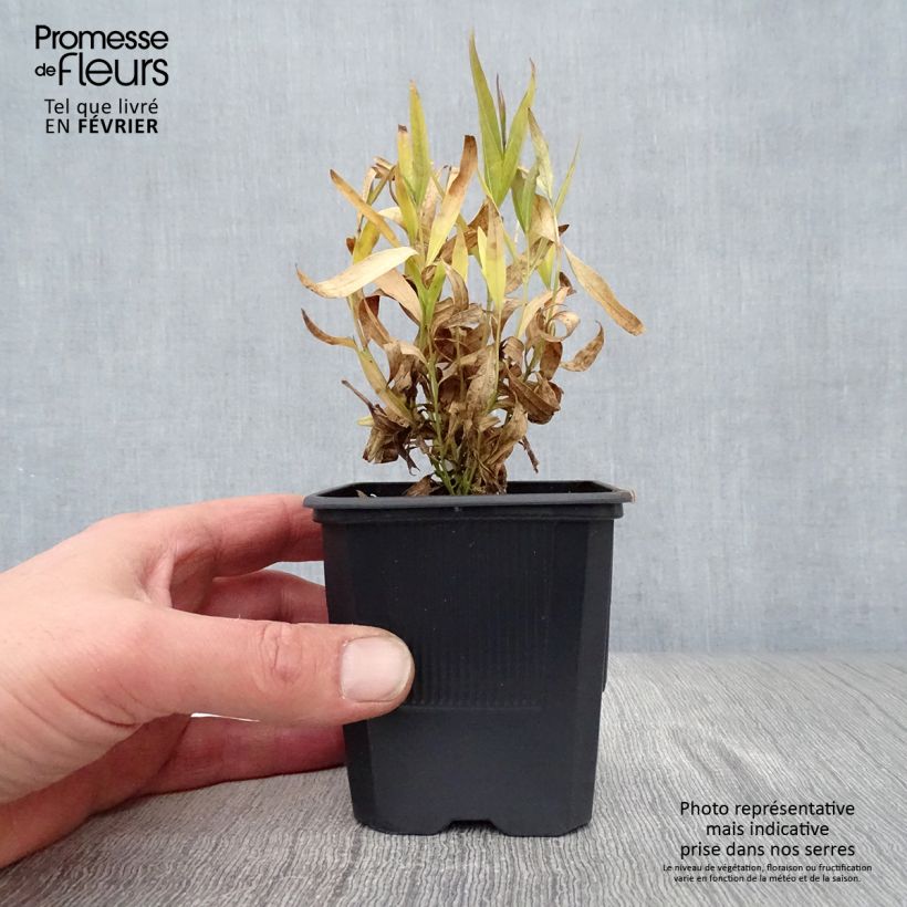 Amsonia Blue Ice Maceta de 8/9 cm Ejemplar entregado en invierno