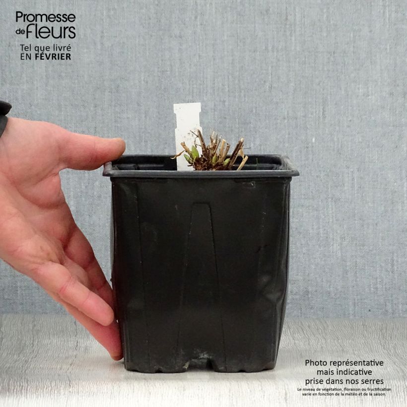 Amsonia Blue Ice Maceta 2L/3L Ejemplar entregado en invierno