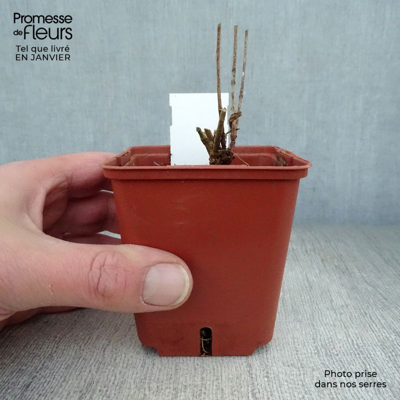 Amsonia orientalis Maceta de 8/9 cm Ejemplar entregado en invierno