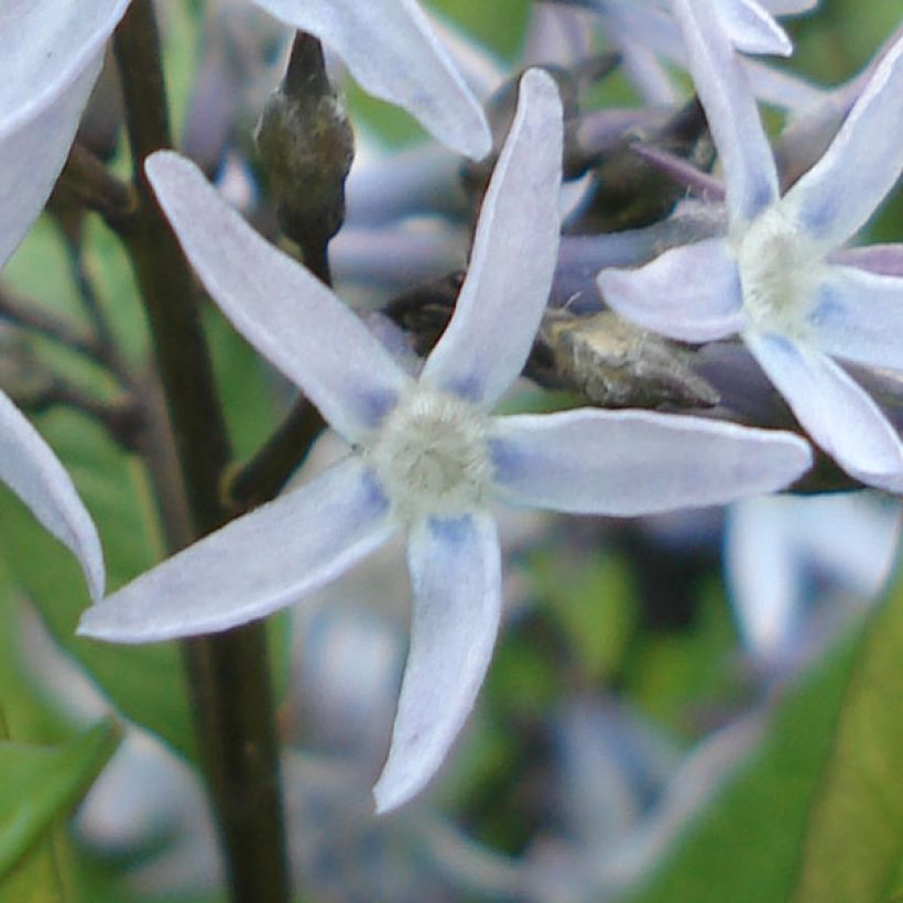 Amsonia tabernaemontana var. salicifolia (Floración)