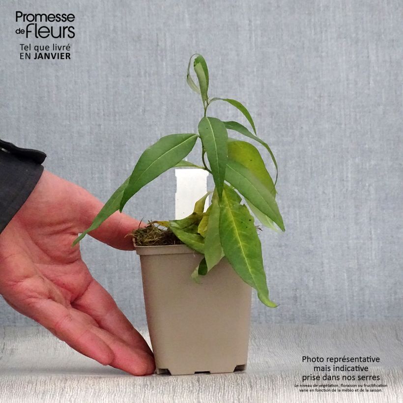 Amsonia tabernaemontana var. salicifolia Maceta de 8/9 cm Ejemplar entregado en invierno