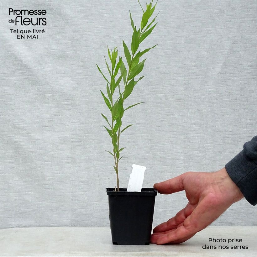 Amsonia tabernaemontana var. salicifolia Maceta de 8/9 cm Ejemplar entregado en la primavera