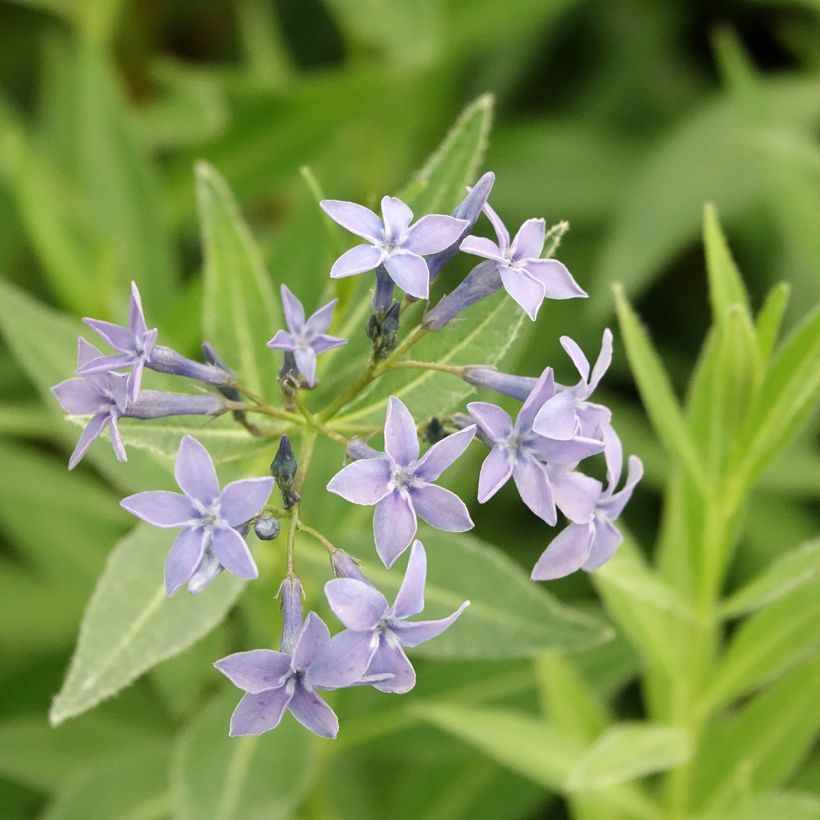 Amsonia tabernaemontana var. salicifolia (Floración)