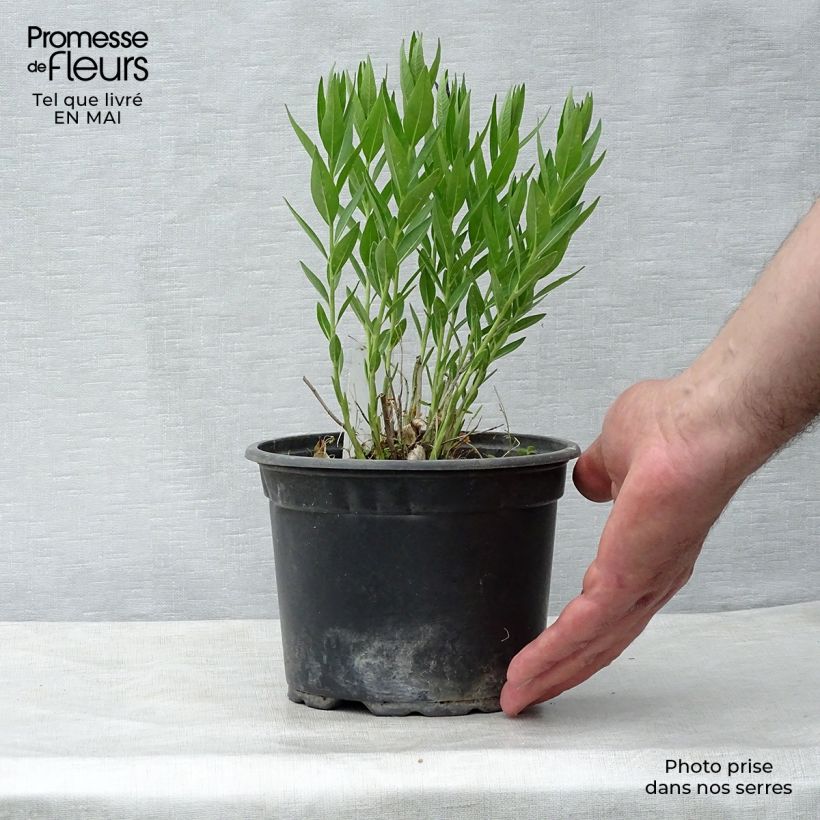 Amsonia Blue Ice Maceta de 8/9 cm Ejemplar entregado en la primavera