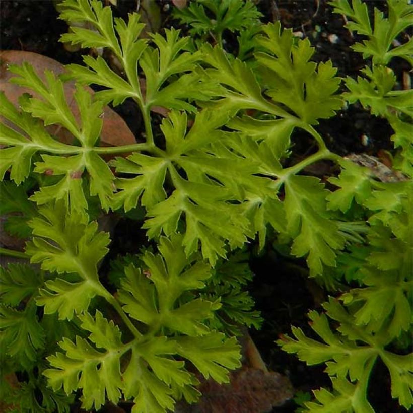 Anemone coronaria St Brigid Mix (Follaje)