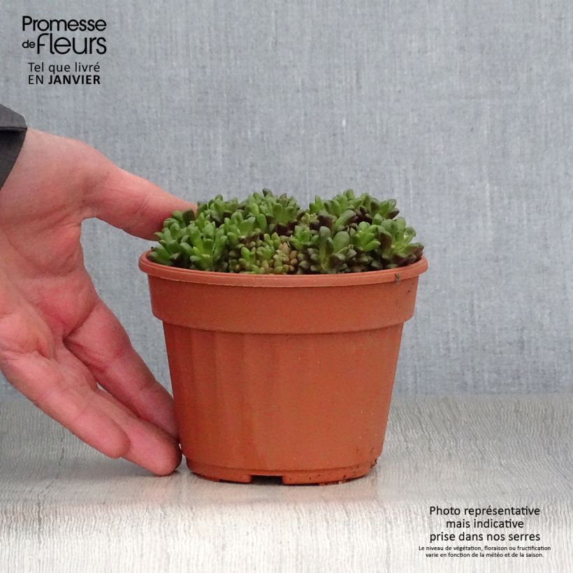 Anacampseros filamentosa Maceta de 12 cm / 13 cm Ejemplar entregado en invierno