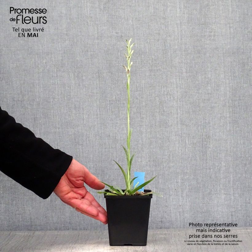 Anacamptis sancta - Orquídea santa Maceta 1,5L/2L Ejemplar entregado en la primavera