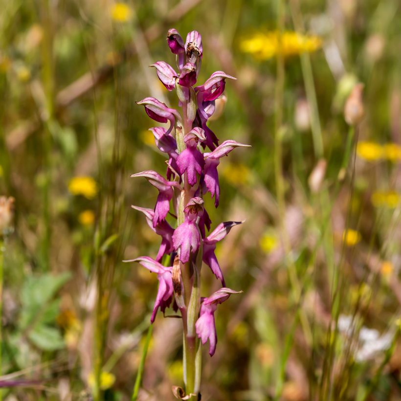 Anacamptis sancta - Orquídea santa (Floración)