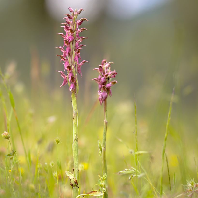 Anacamptis sancta - Orquídea santa (Porte)