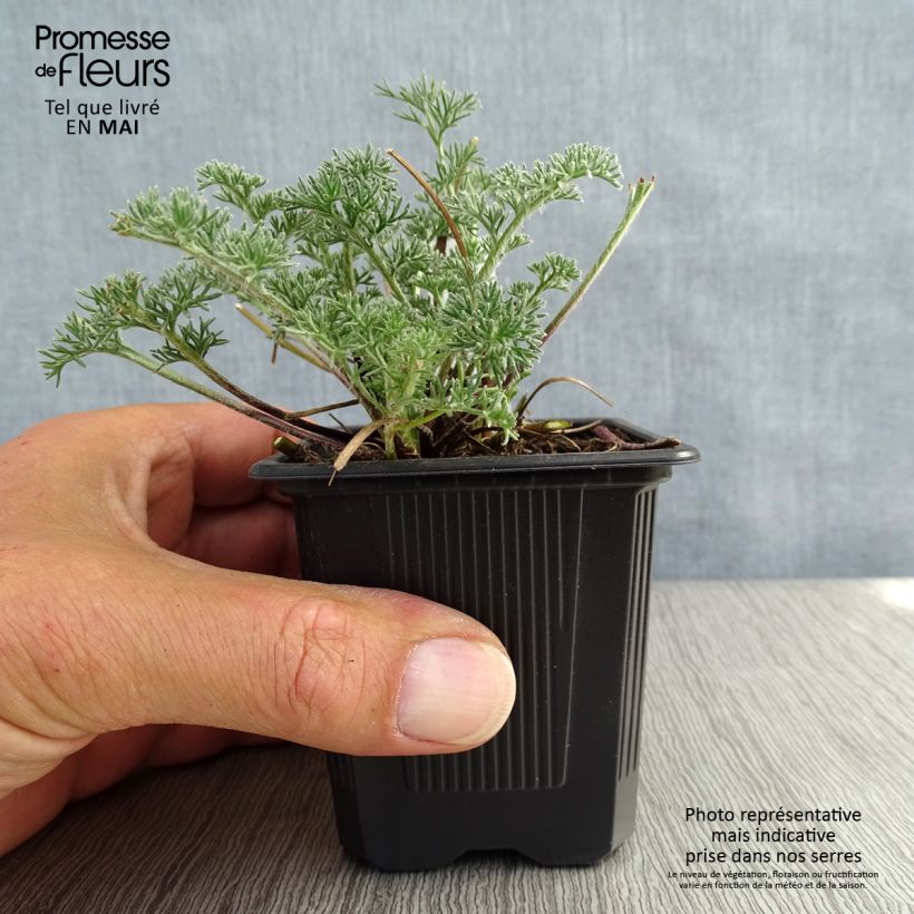 Anacyclus pyrethrum var. depressus - Manzanilla de montaña Maceta de 8/9 cm Ejemplar entregado en la primavera