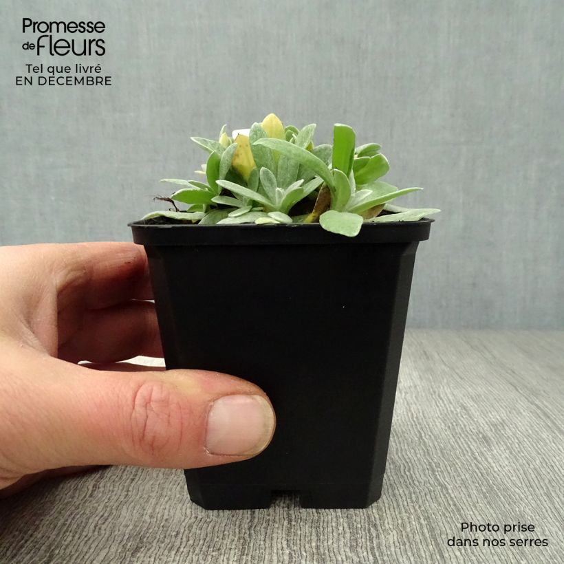 Anaphalis margaritacea Neuschnee Maceta de 8/9 cm Ejemplar entregado en invierno