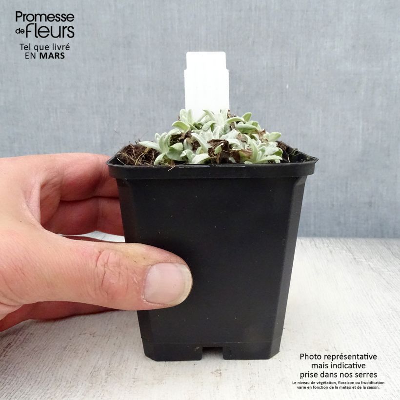 Anaphalis margaritacea Neuschnee Maceta de 8/9 cm Ejemplar entregado en la primavera