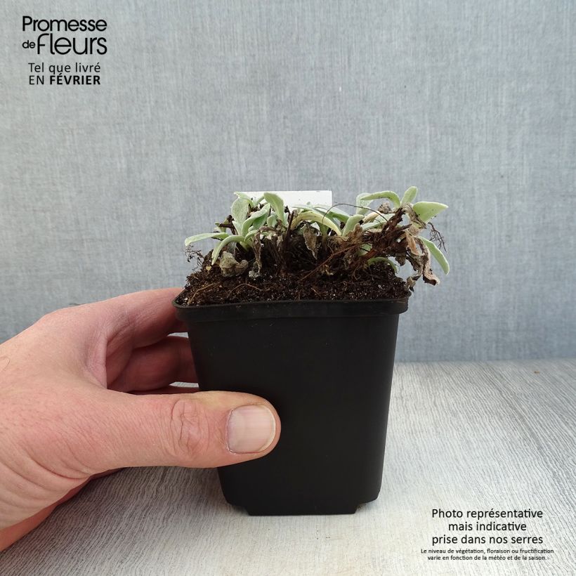 Anaphalis triplinervis - Eterna nacarada Maceta de 8/9 cm Ejemplar entregado en invierno