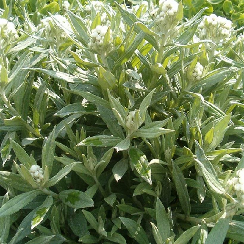 Anaphalis triplinervis Sommerschnee (Porte)
