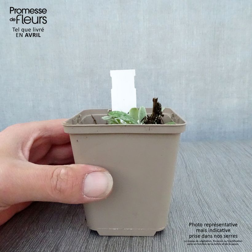 Anaphalis triplinervis Sommerschnee Maceta de 8/9 cm Ejemplar entregado en la primavera