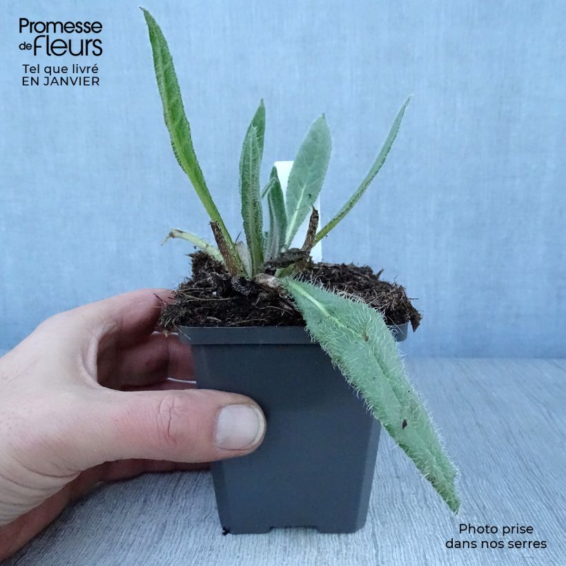 Anchusa azurea Dropmore Maceta de 8/9 cm Ejemplar entregado en invierno