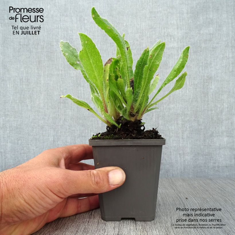 Ejemplar de Anchusa azurea Dropmore Maceta de 8/9 cm entregado en verano