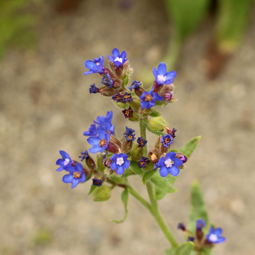 Anchusa azurea Loddon Royalist (Floración)