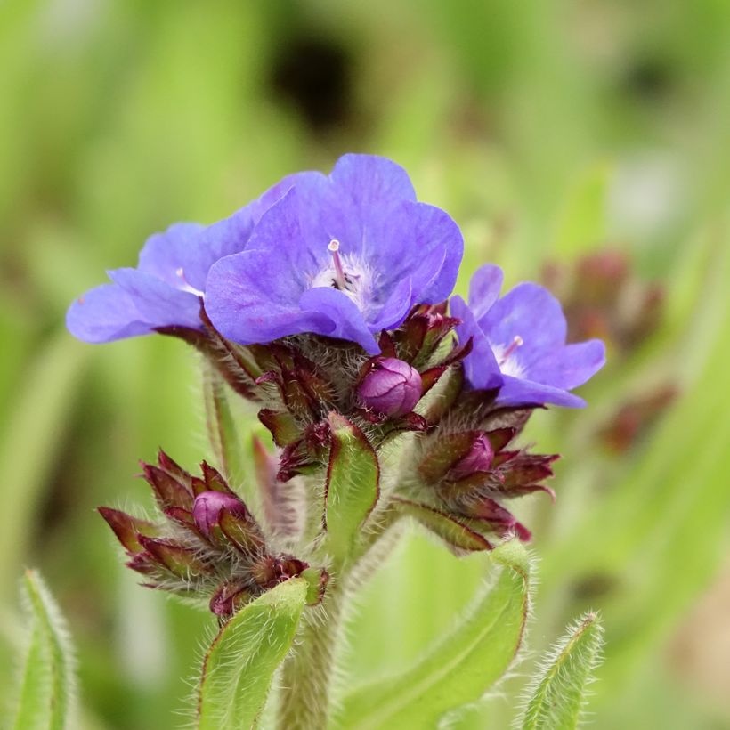 Anchusa azurea Loddon Royalist (Floración)