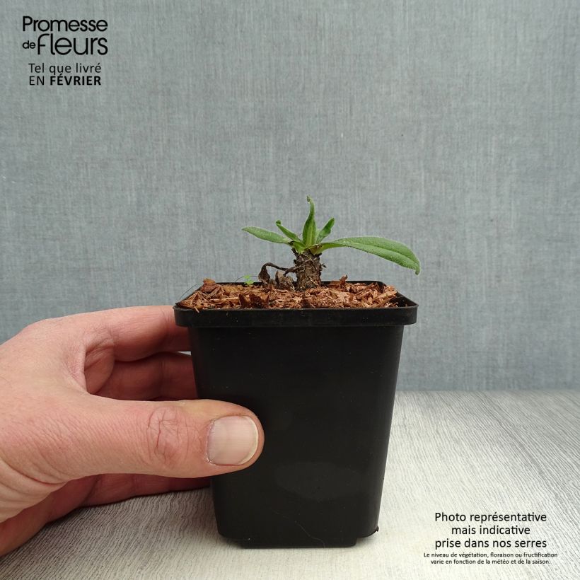 Anchusa azurea Loddon Royalist Maceta de 8/9 cm Ejemplar entregado en invierno