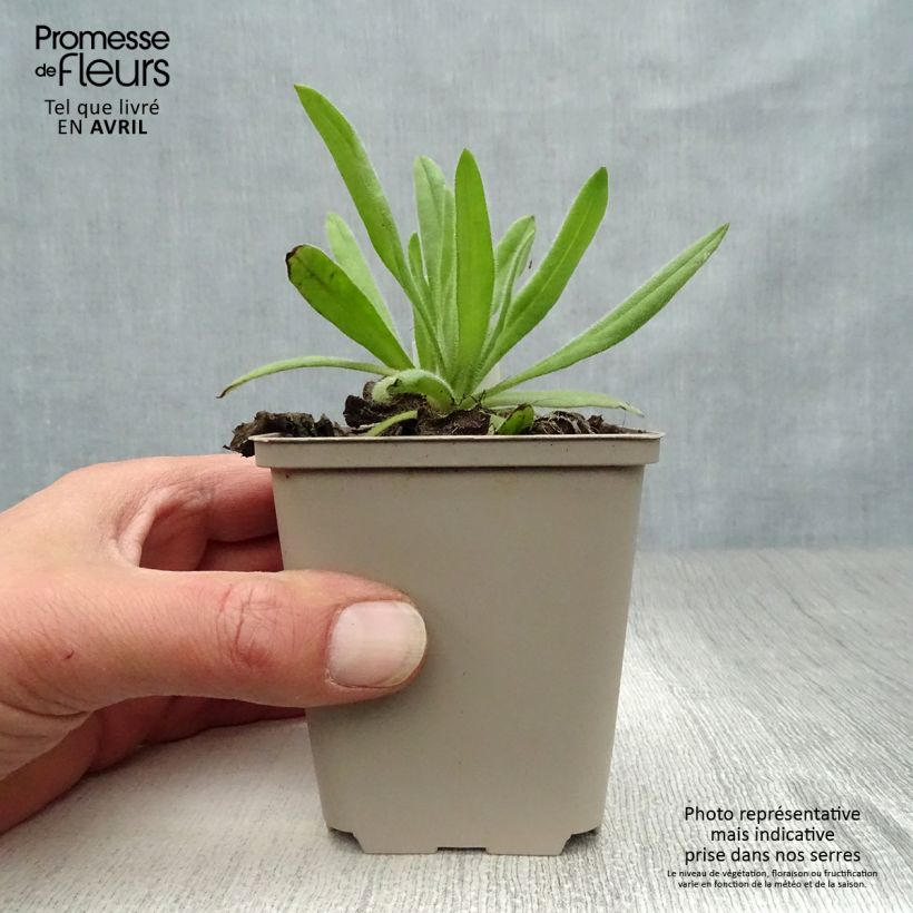 Anchusa azurea Loddon Royalist Maceta de 8/9 cm Ejemplar entregado en la primavera